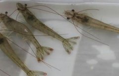 南美白对虾的养殖技术