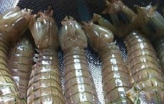 皮皮虾高产养殖技术