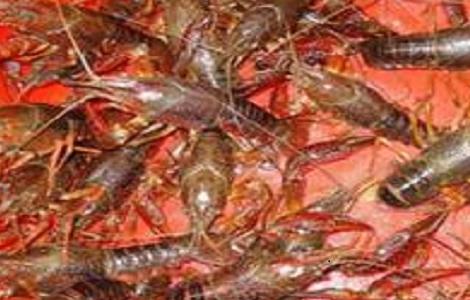 养20亩龙虾可赚多少钱