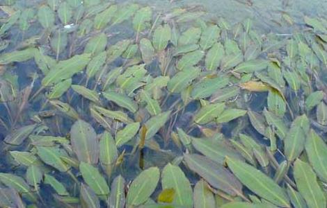 龙虾池水草种植技术