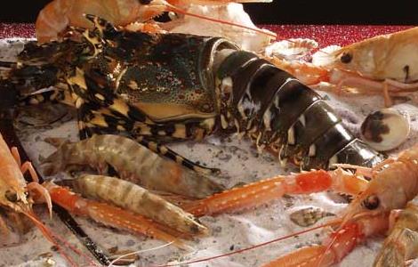海虾养殖技术