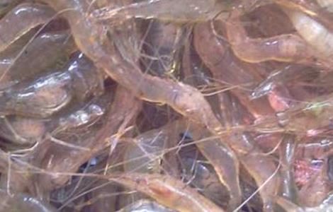 河虾养殖技术
