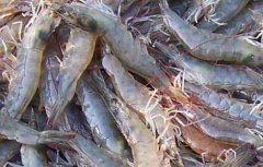 南美白对虾淡水养殖技术