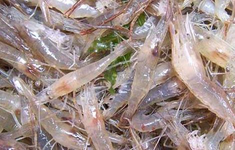 青虾的网箱高效养殖技术 