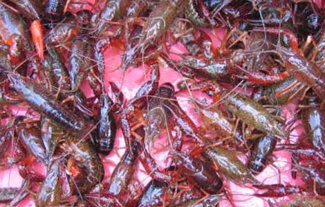 淡水龙虾养殖成本预算