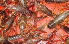 淡水龙虾养殖成本