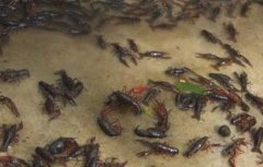软壳龙虾养殖技术