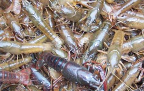 影响小龙虾养殖效益的因素有哪些