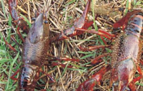 影响小龙虾养殖效益的因素有哪些