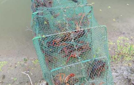 龙虾养殖中稚虾培育方法