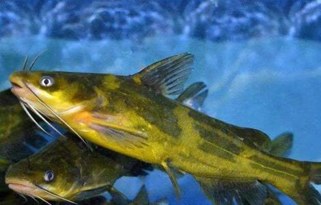 黄颡鱼 养殖 注意事项