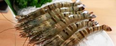 鸡尾虾养殖方法