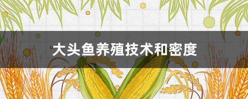 大头鱼养殖技术和密度 大头鱼养殖技术和密度