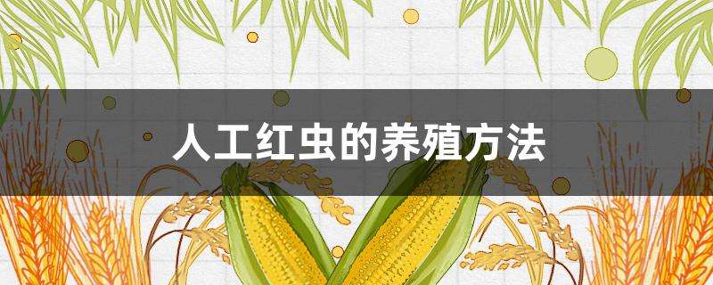 人工红虫的养殖方法 人工红虫的养殖方法