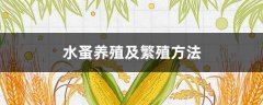 水蚤养殖及繁殖方法