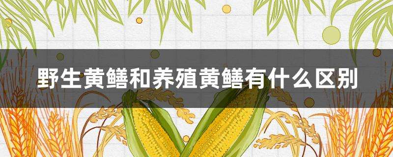 野生黄鳝和养殖黄鳝有什么区别 野生黄鳝和养殖黄鳝有什么区别