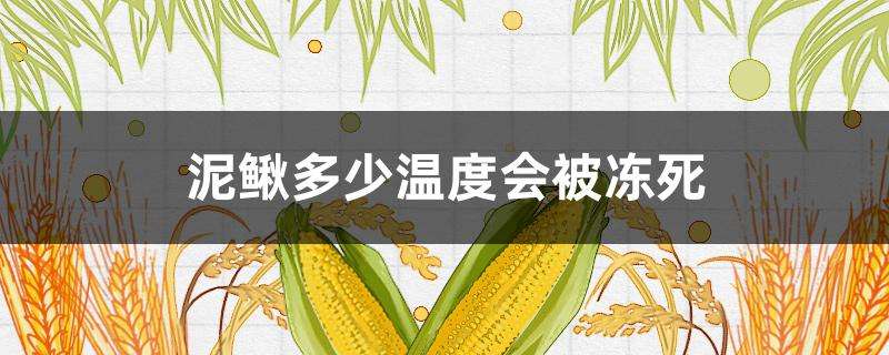 泥鳅多少温度会被冻死 泥鳅多少温度会被冻死
