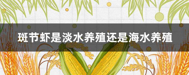 斑节虾是淡水养殖还是海水养殖 斑节虾是淡水养殖还是海水养殖