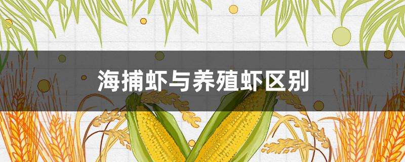 海捕虾与养殖虾区别 海捕虾与养殖虾区别