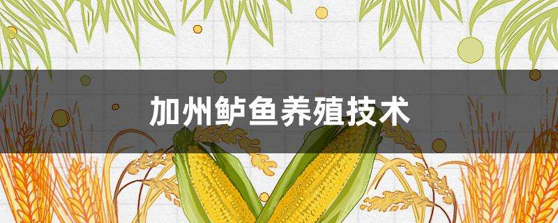 加州鲈鱼养殖技术 加州鲈鱼养殖技术