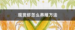 观赏虾怎么养殖方法