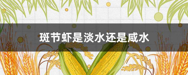 斑节虾是淡水还是咸水 斑节虾是淡水还是咸水