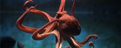 八爪鱼和章鱼有什么区别