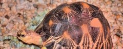 斑点龟是深水龟吗