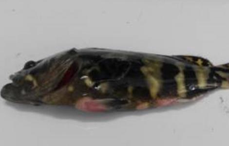 石斑鱼 常见疾病 防治方法