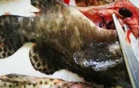 石斑鱼 常见疾病 防治方法
