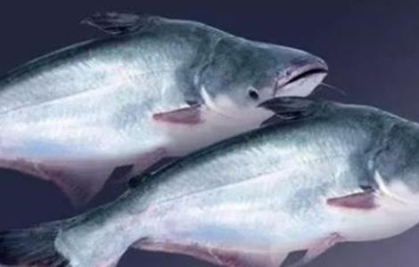 巴沙鱼 饲养管理 方法