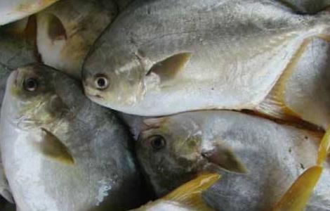 淡水鲳鱼的养殖技术