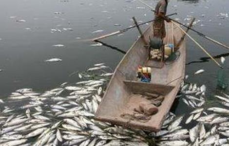 鱼类出现浮头和泛塘的原因及防治方法