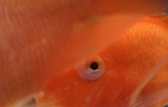鹦鹉鱼眼睛凸出来是什么病？
