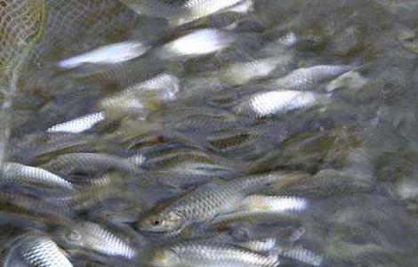淡水石斑鱼养殖技术