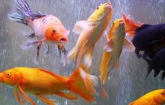 养锦鲤鱼的风水有哪些？