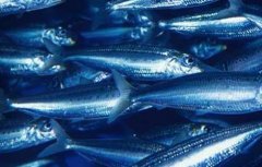 沙丁鱼能人工养殖吗？