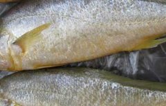 黄花鱼能人工养殖吗？