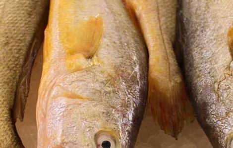 黄花鱼能人工养殖吗