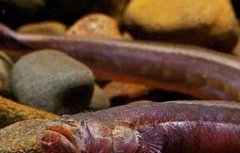 红狼牙鰕虎鱼能吃吗？