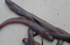 狼牙虾虎鱼吃什么食物？