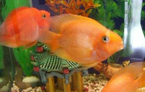 家里养鱼多久换一次水