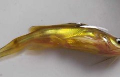 黄颡鱼大规格鱼苗的驯化方法