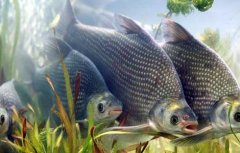 池塘主养鳊鱼的成本与产出利润