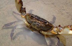 河蟹和青虾混养日常管理技术