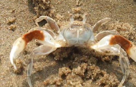 高温季节如何养殖螃蟹