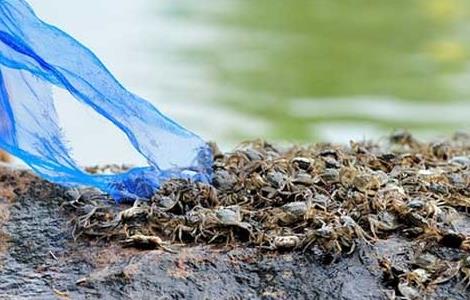 螃蟹养殖池中如何移植水草