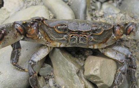 为什么中度肥水比清水养殖螃蟹的效果好