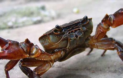 冬季河蟹养殖的预防病害措施