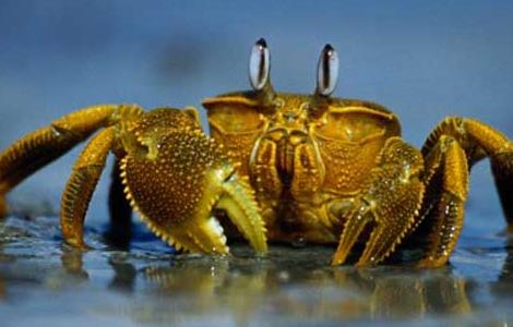 河蟹养殖的主要敌害和病害防治技术